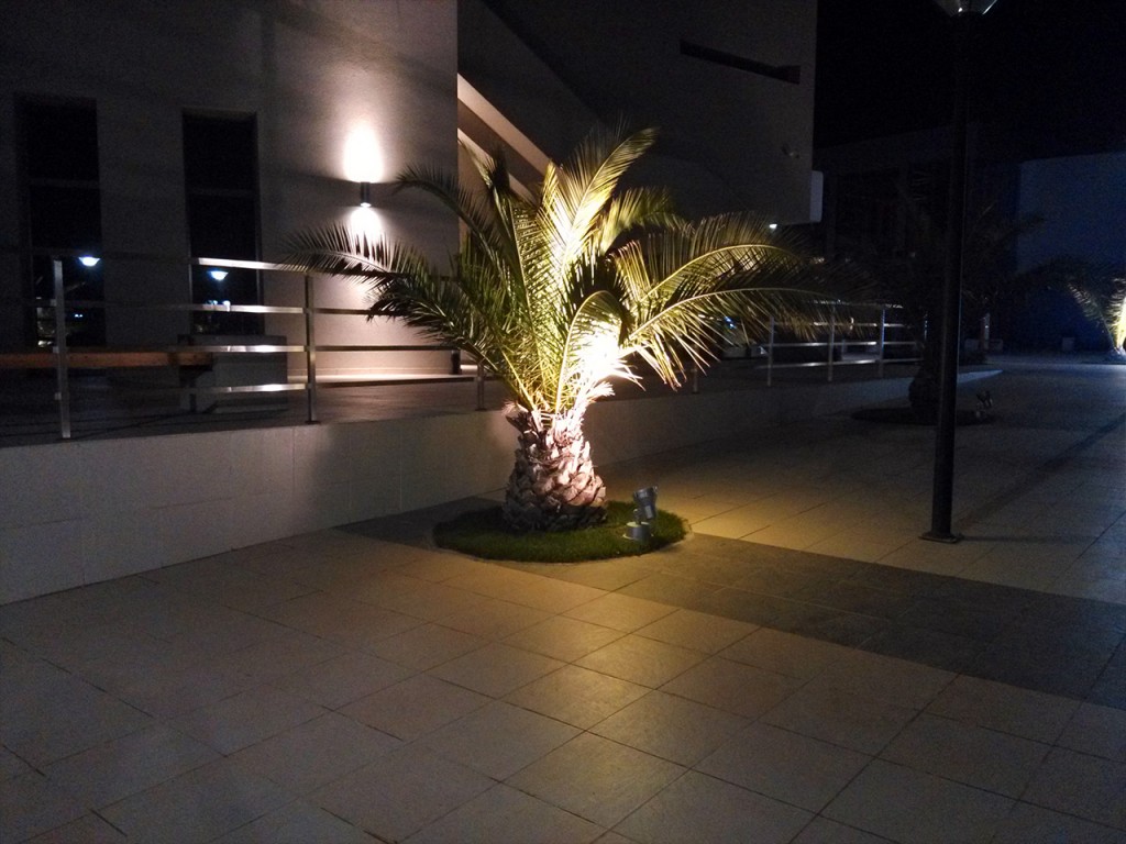 пальма